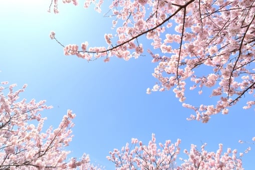 【桜にまつわる曲】